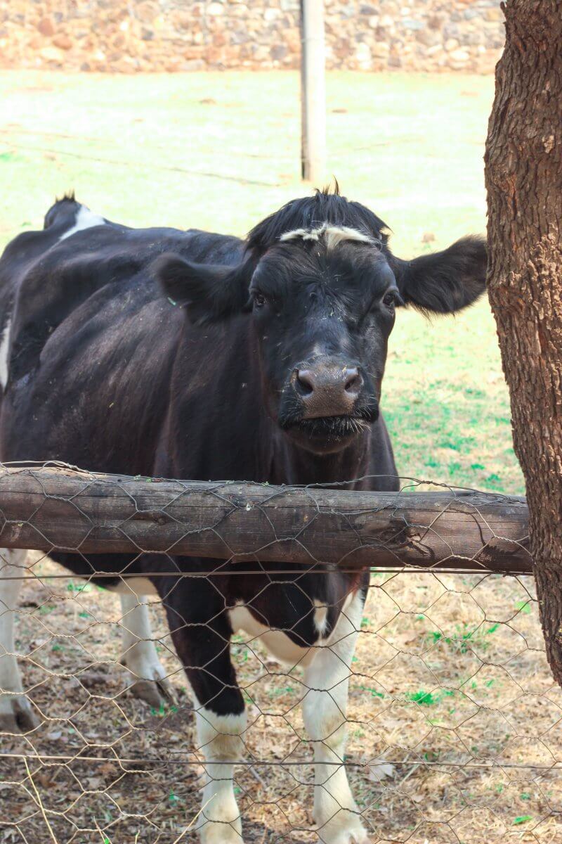 Irene Dairy Farm is a beautiful dairy farm situated in Centurion, Gauteng, South Africa. A 30-minute drive north of Johannesburg on the way to Pretoria.