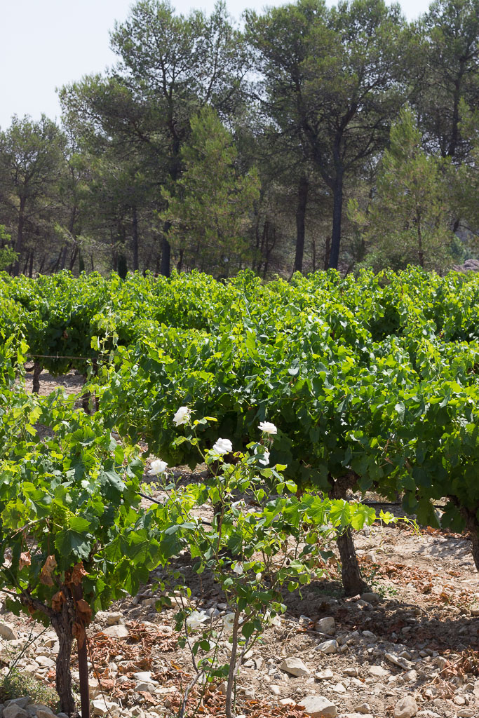 Visiting Wine Vineyards in Southern France made me fall in love (all over again) with the art of wine making...