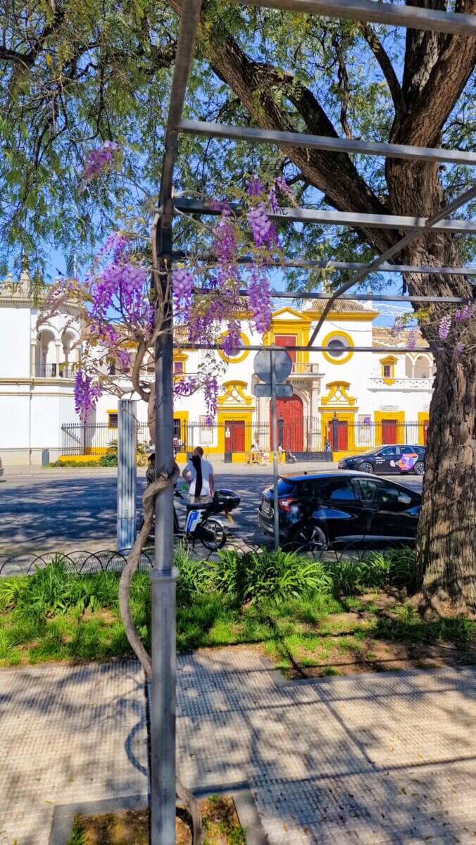 Purple wisteria in Seville Spain in front of the Plaza de Toros de la Maestranza