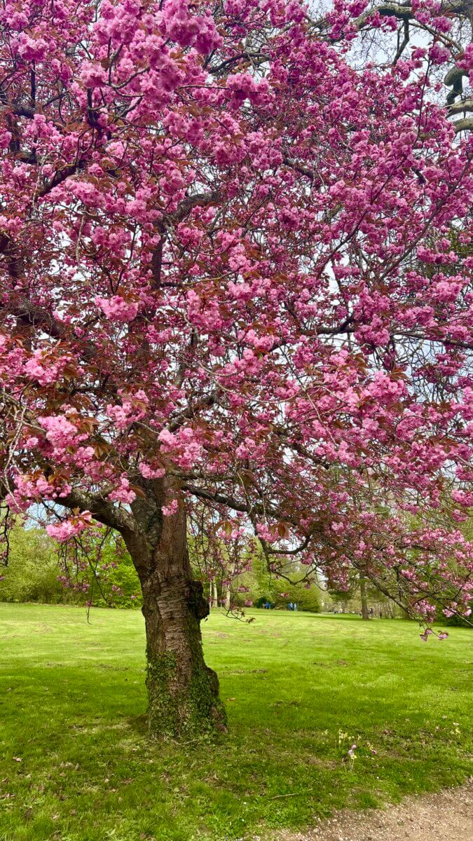This tree is a Japanese Flowering Cherry (also known as a Sakura), most likely the 'Kwanzan' (or 'Kanzan') variety